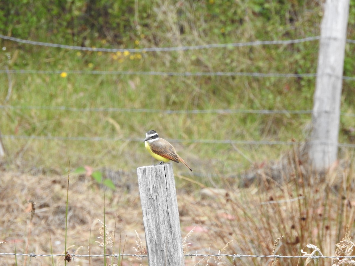 Great Kiskadee - ML610845886