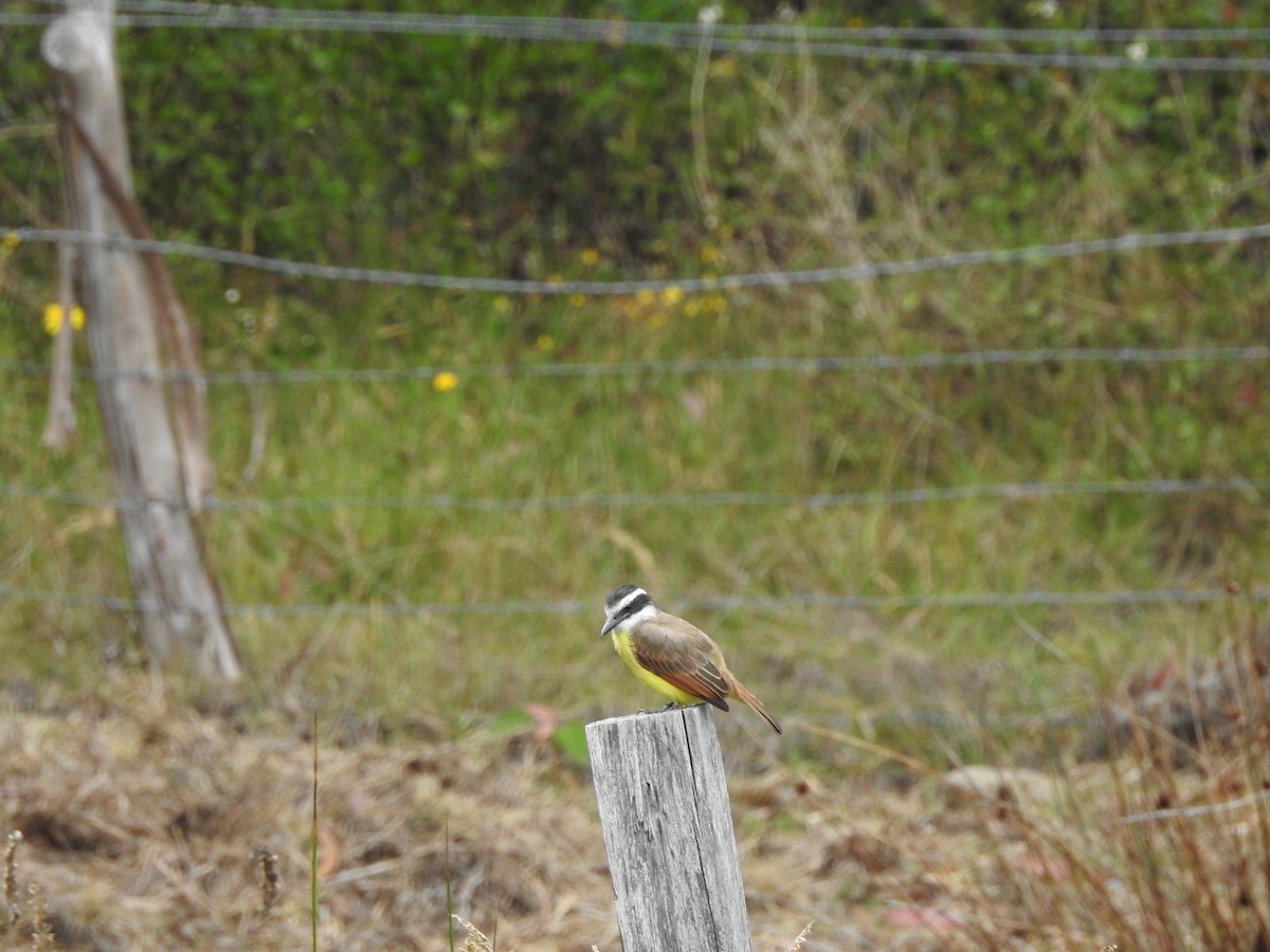 Great Kiskadee - ML610845887