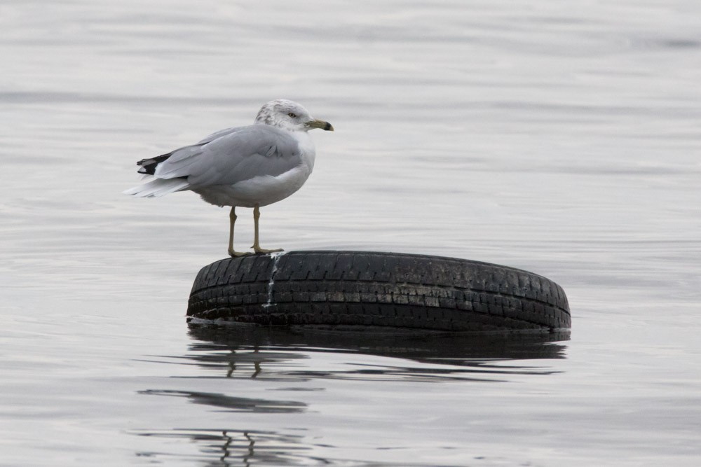 Ring-billed Gull - ML610845918