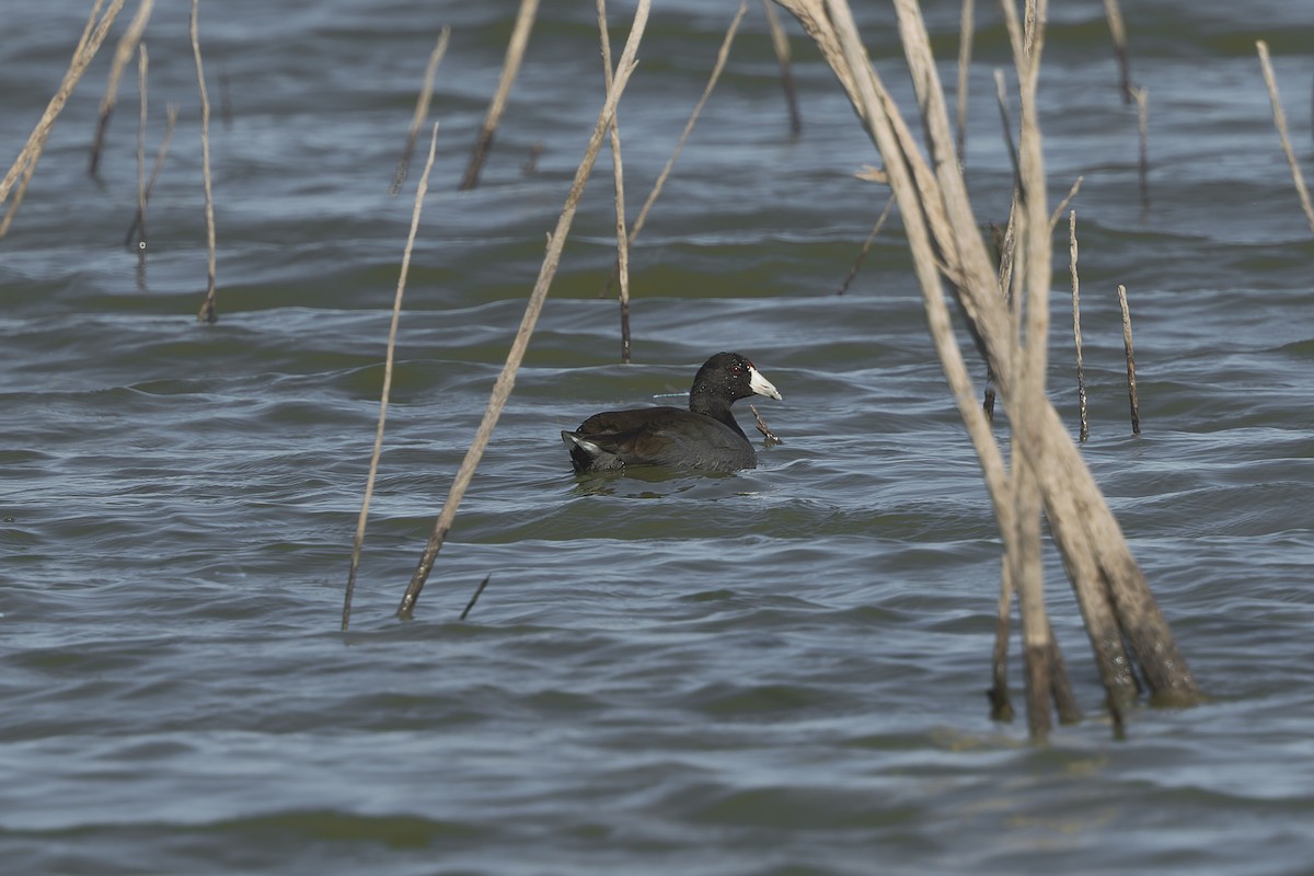 American Coot - ML610845978