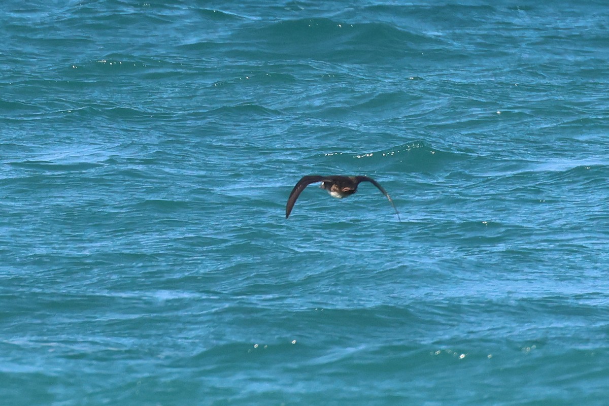 Surf/Black Scoter - Paul Gorday