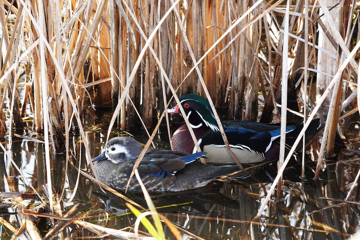 Wood Duck - ML610845991