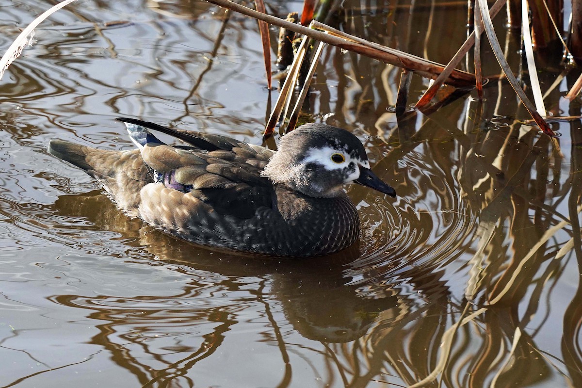 Wood Duck - ML610845992