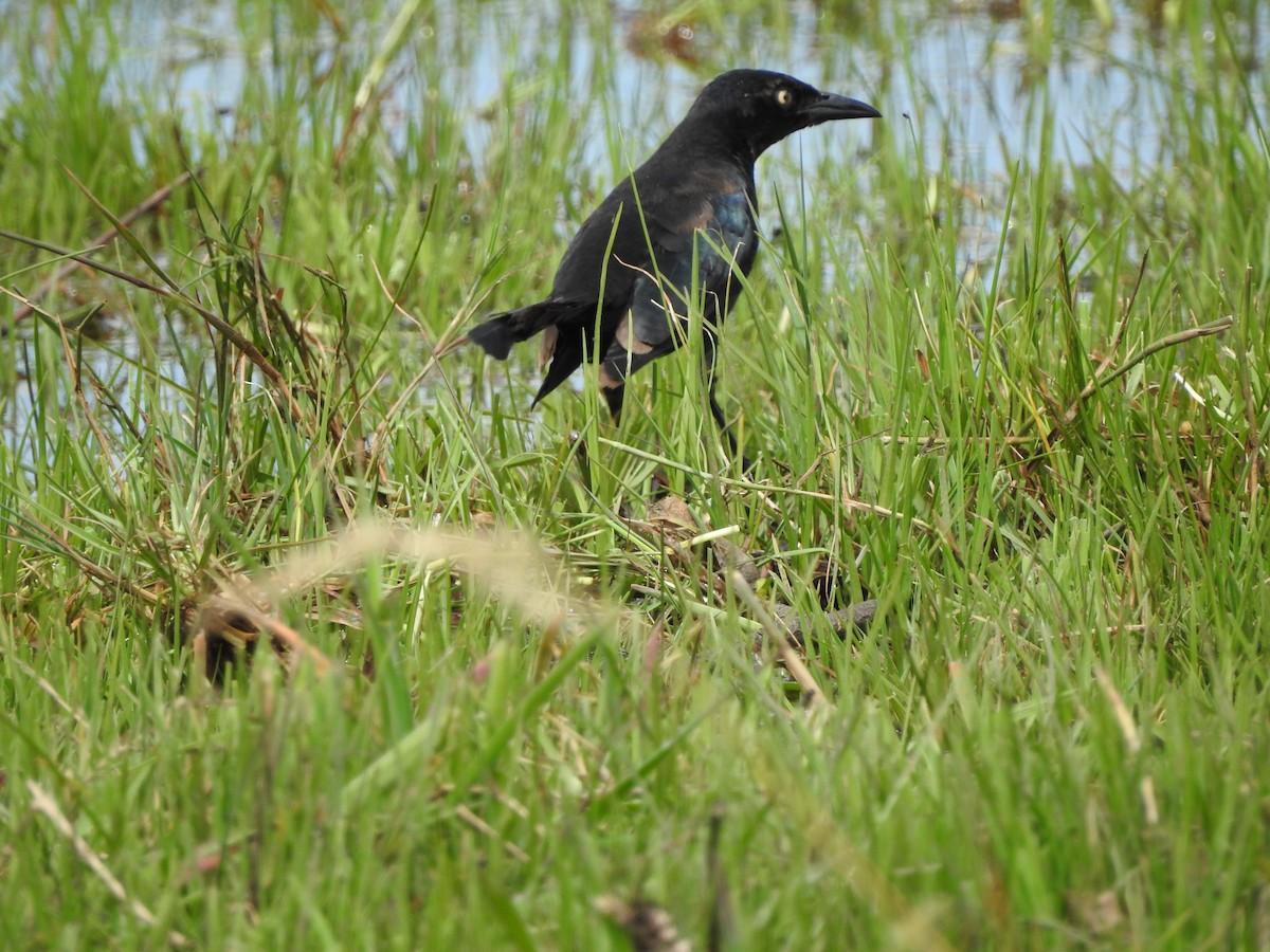 Carib Grackle - ML610846000