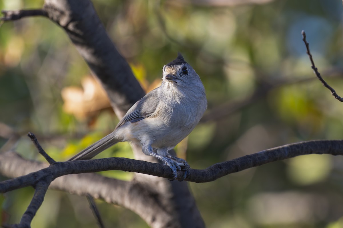 Black-crested Titmouse - ML610846084