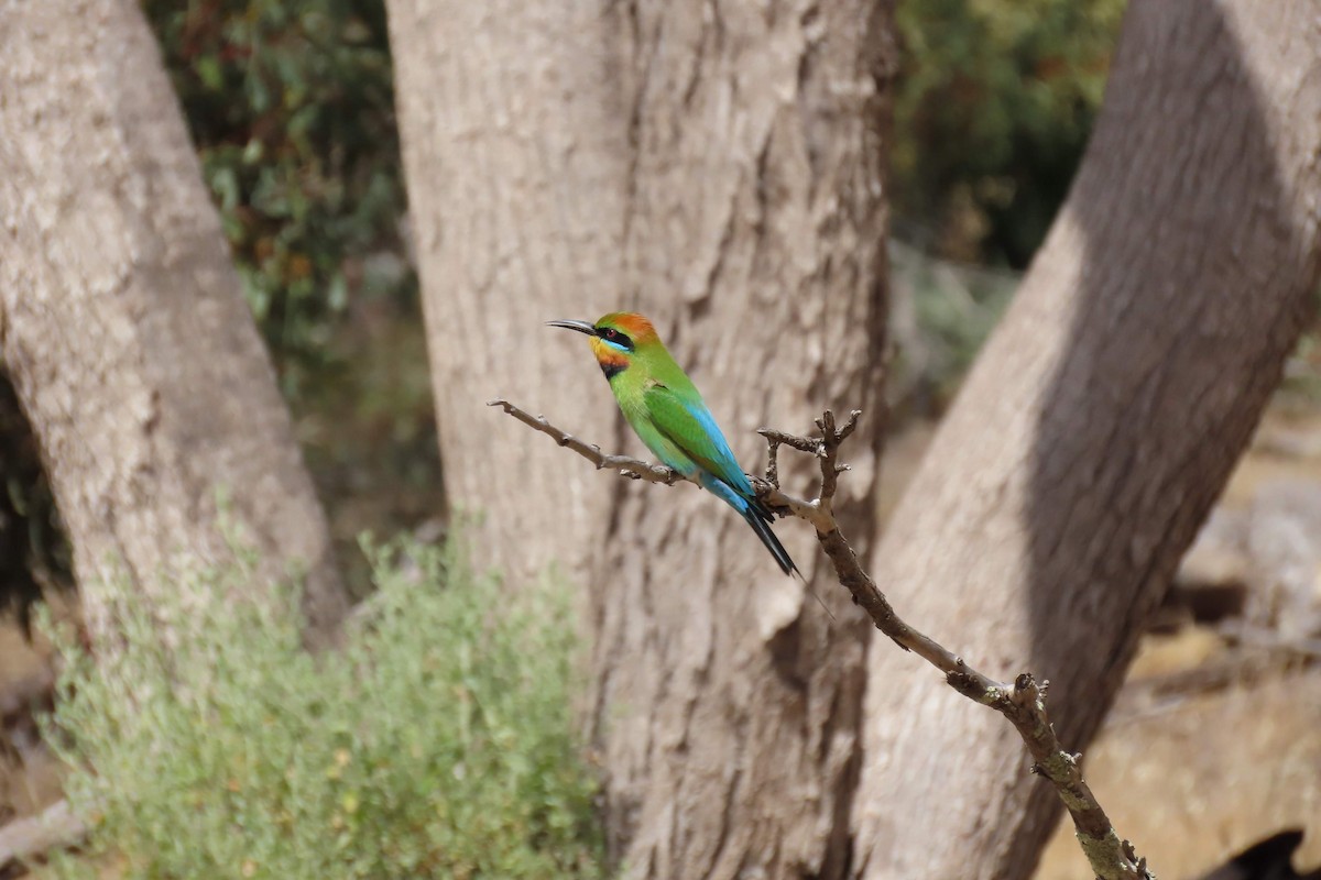 Rainbow Bee-eater - Simon Walton