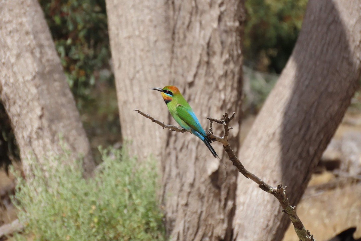 Abejaruco Australiano - ML610846090