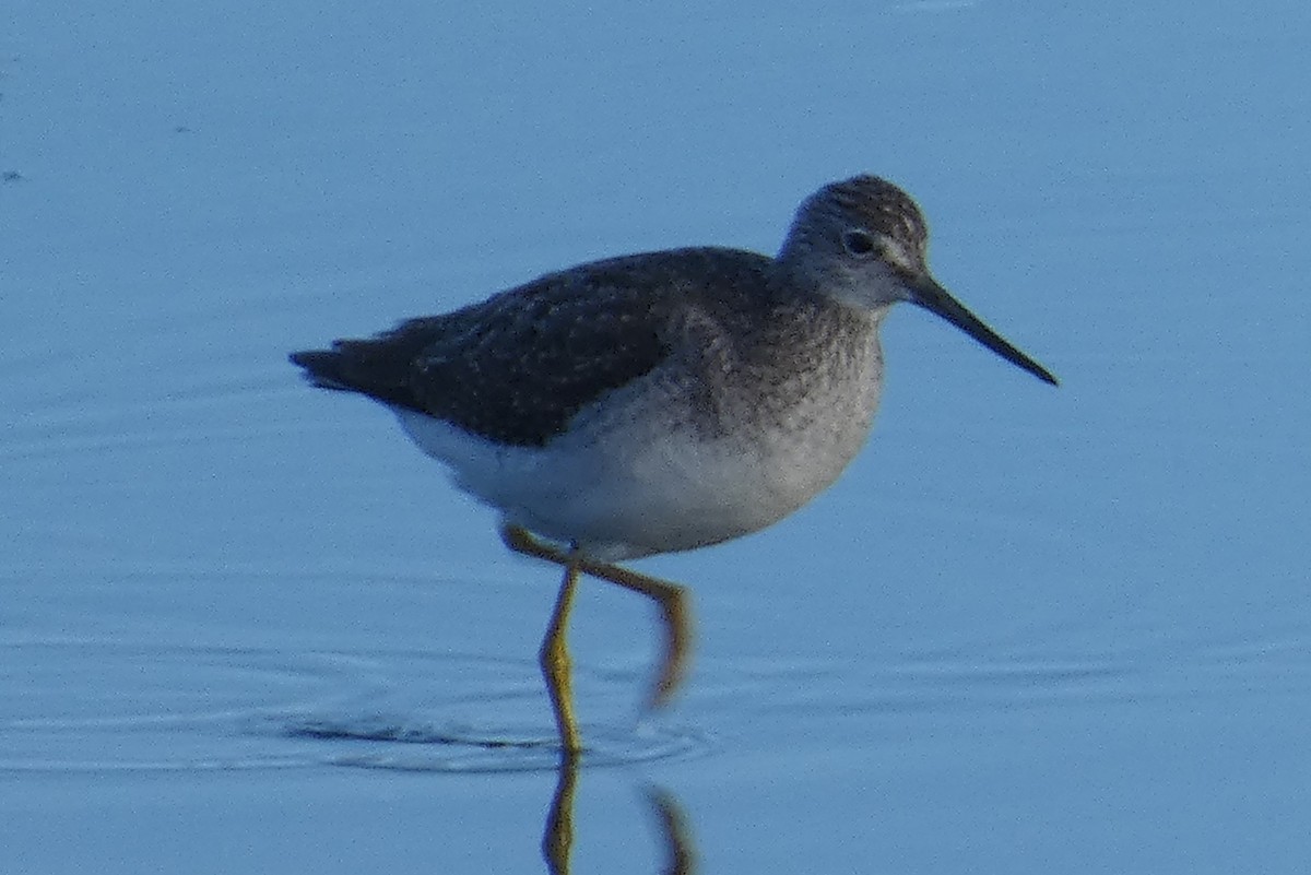 Greater Yellowlegs - Anonymous