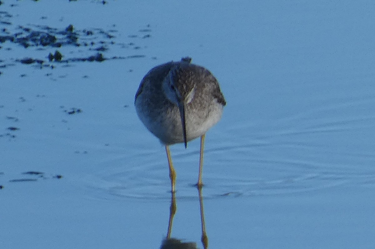 Greater Yellowlegs - Anonymous