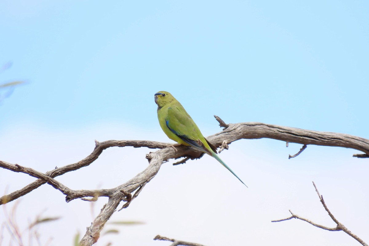 Elegant Parrot - Simon Walton