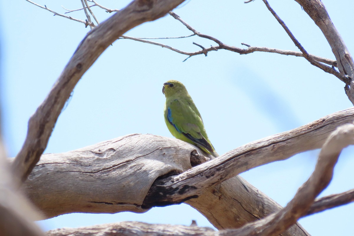 Elegant Parrot - Simon Walton