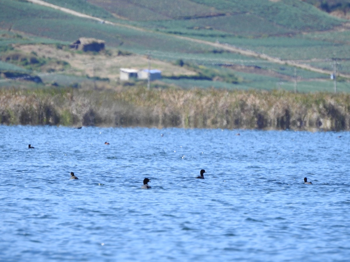 American Coot - ML610846114