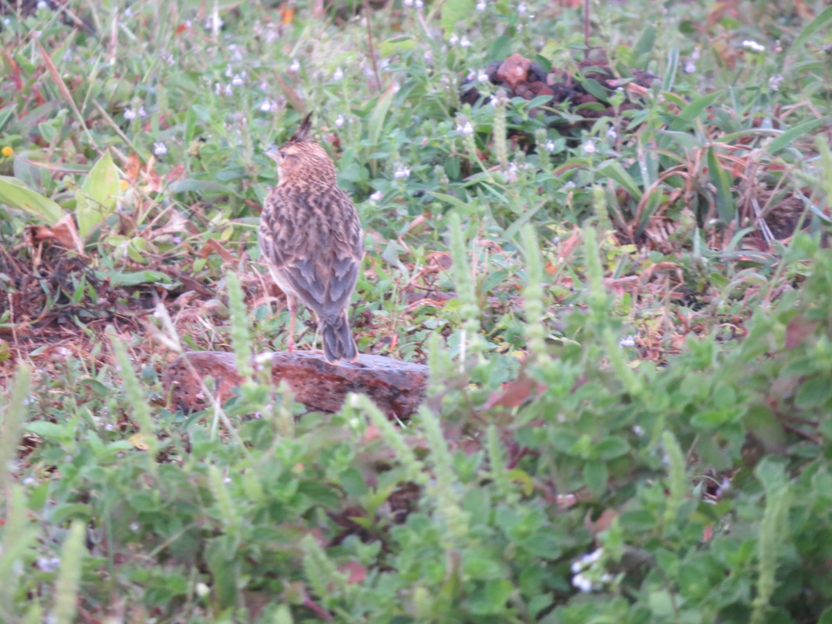 Malabar Lark - ML610846216