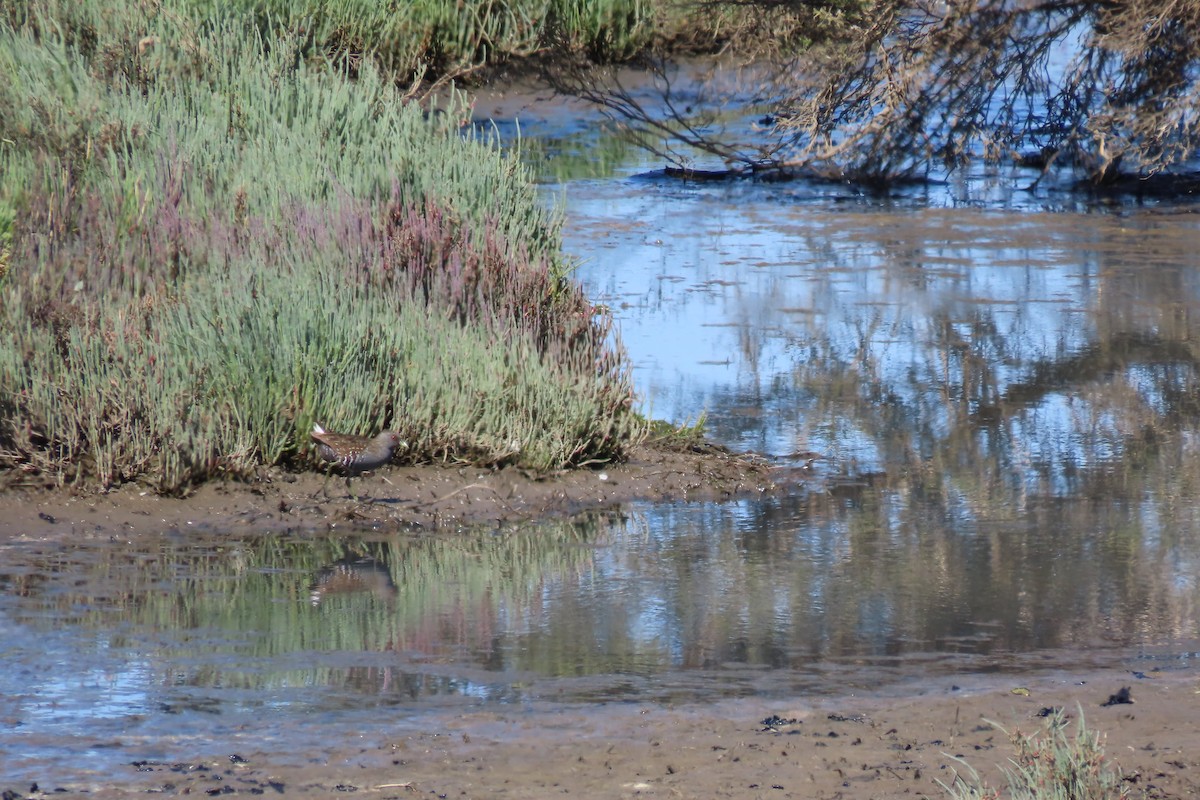 Australian Crake - ML610846221