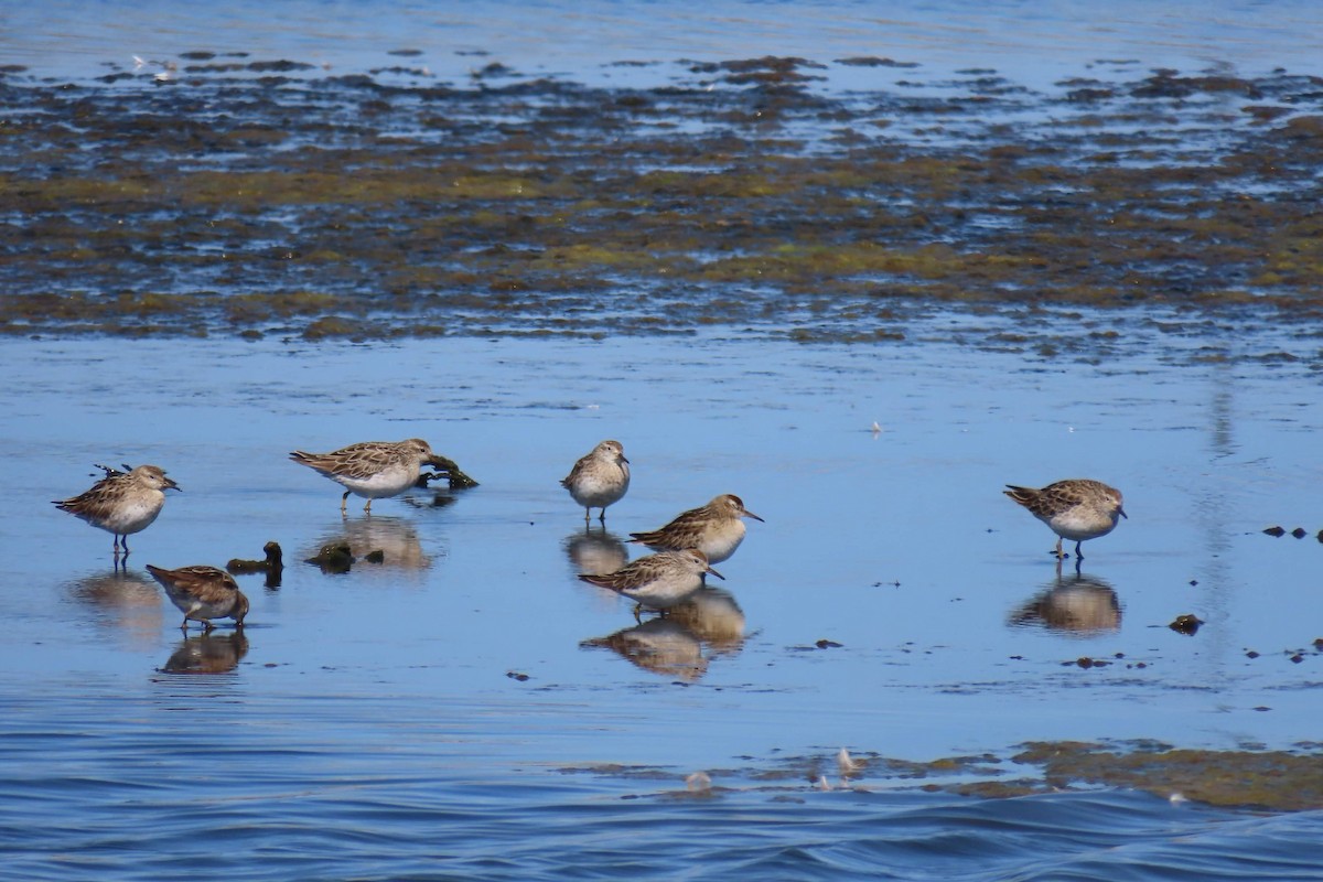 Sharp-tailed Sandpiper - ML610846243