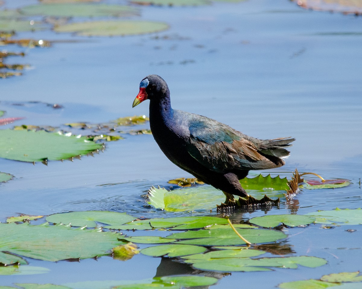 Purple Gallinule - antonio carlos Villas boas