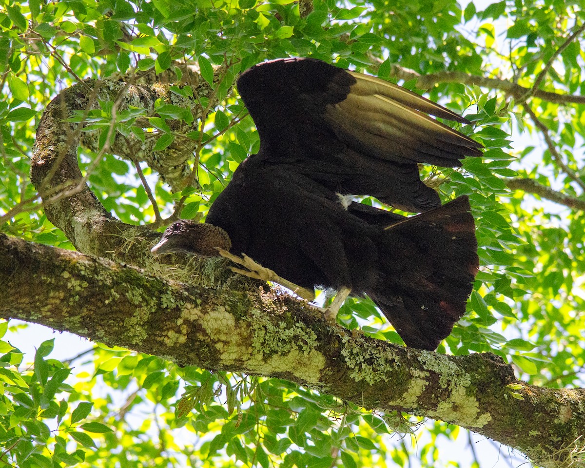 Black Vulture - antonio carlos Villas boas