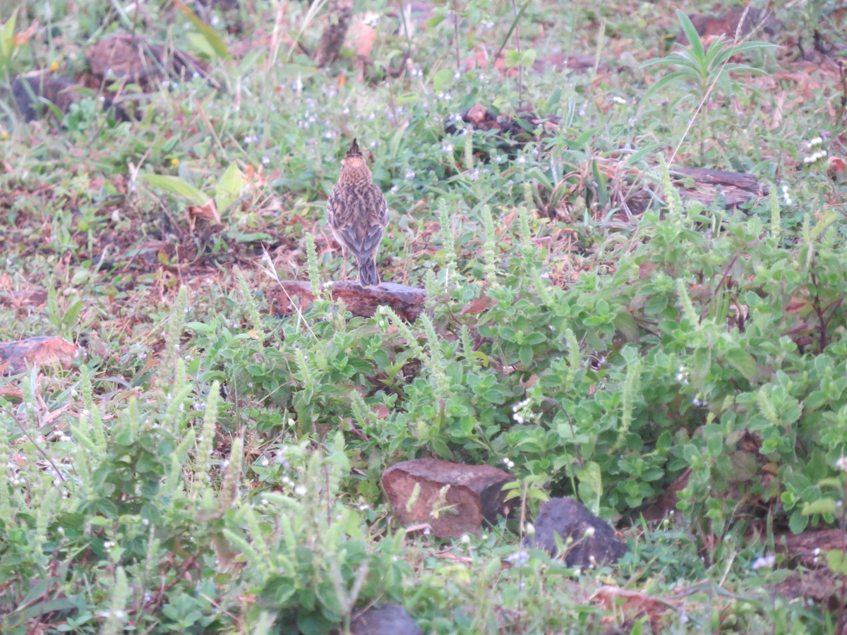 Malabar Lark - ML610846272