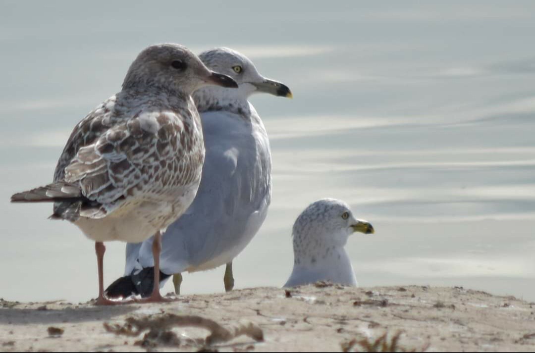 Gaviota de Delaware - ML610846288