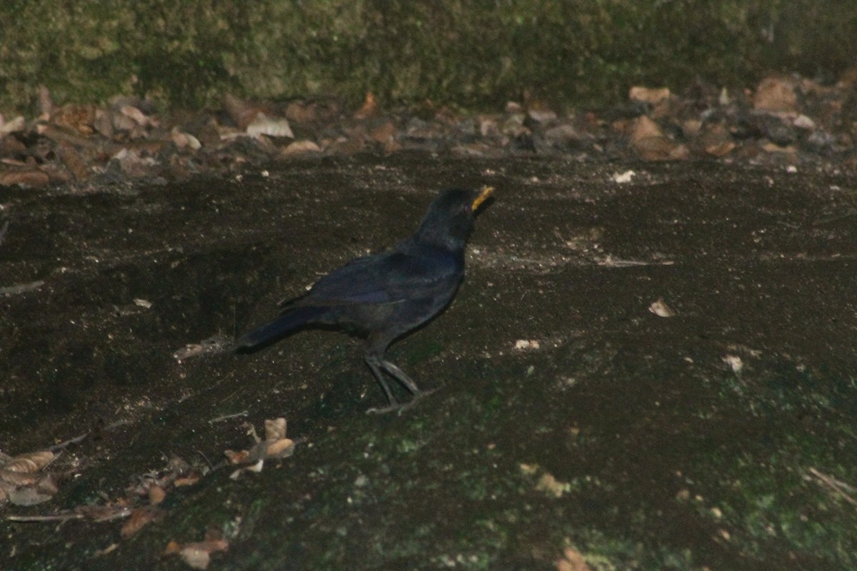 Малайская синяя птица - ML610846347