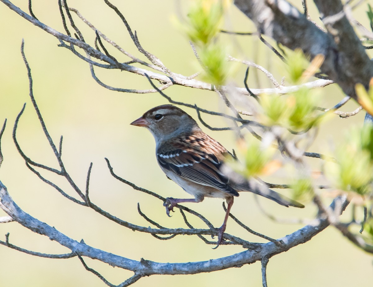 White-crowned Sparrow - ML610846364