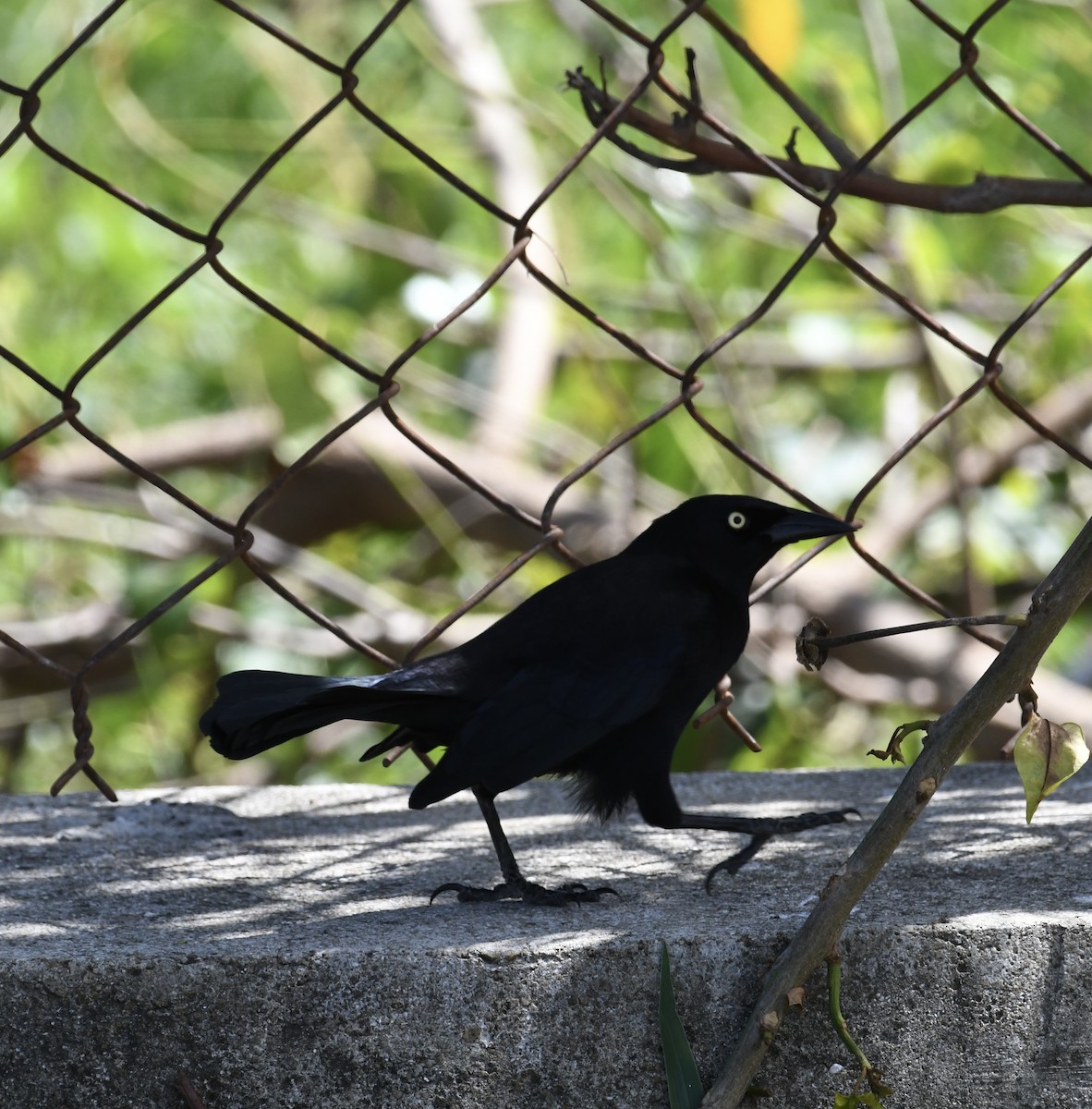 Carib Grackle - ML610846393