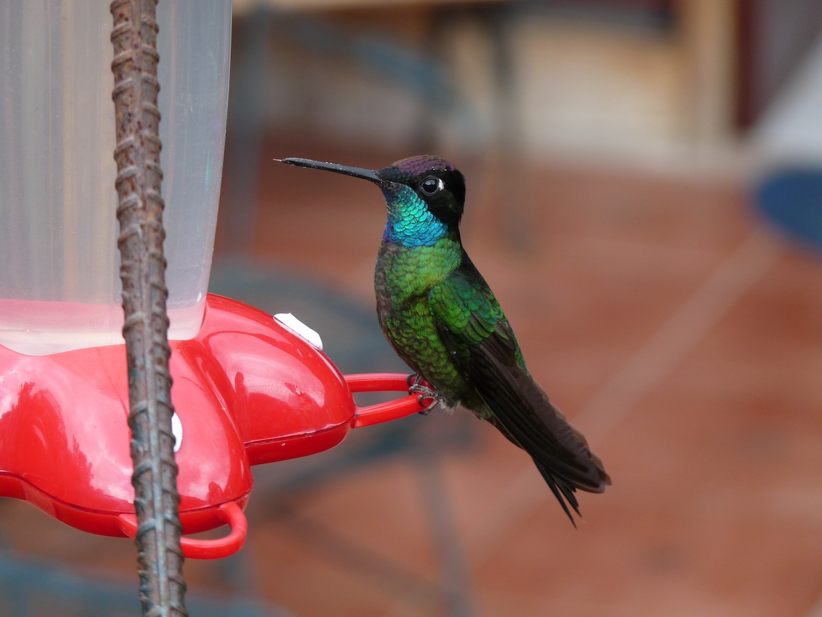 Talamanca Hummingbird - ML61084641