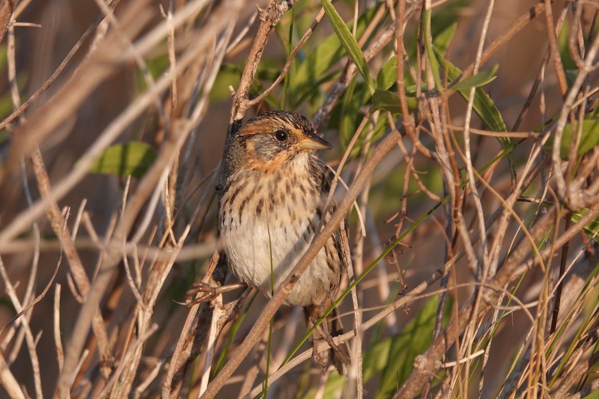 Saltmarsh Sparrow - June McDaniels