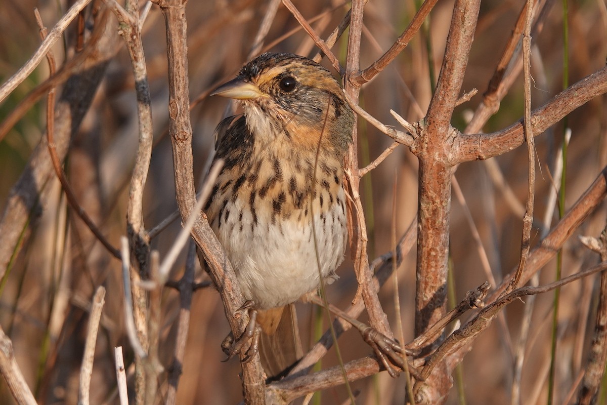 Saltmarsh Sparrow - June McDaniels