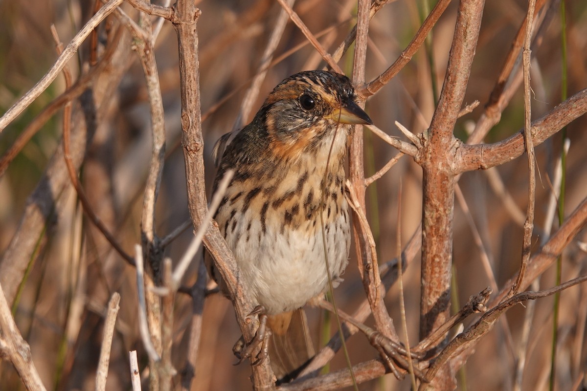 Saltmarsh Sparrow - June McDaniels