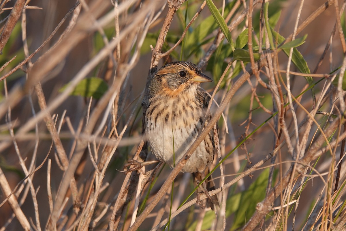 Bruant à queue aiguë - ML610846461