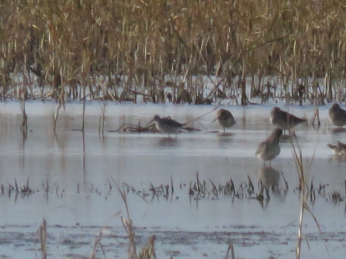 Stilt Sandpiper - ML610846515