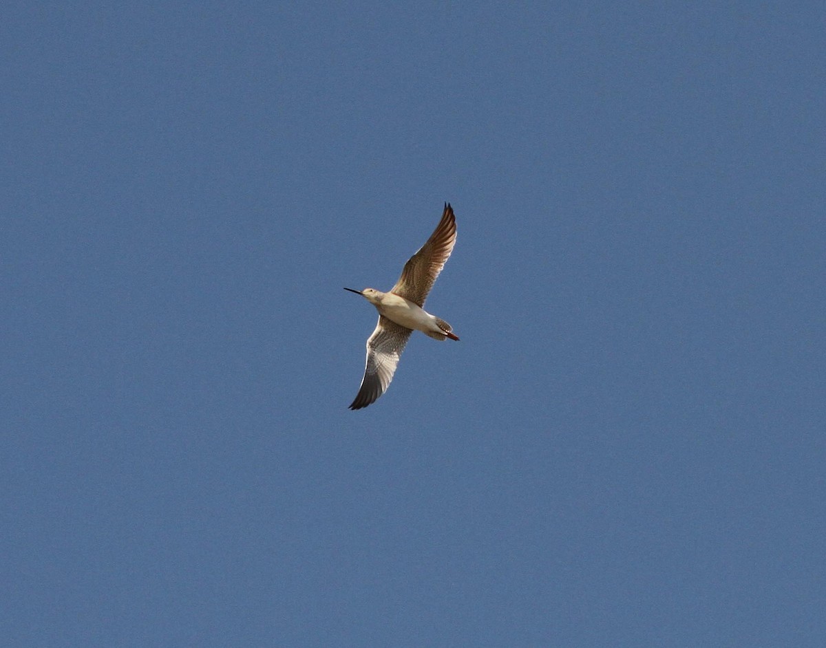 Greater Yellowlegs - ML610846524