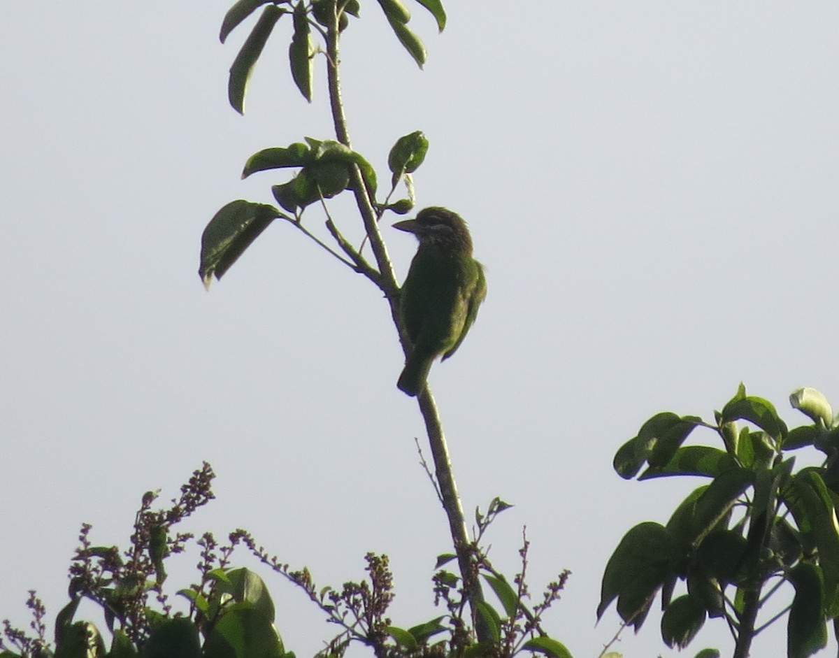 White-cheeked Barbet - ML610846533