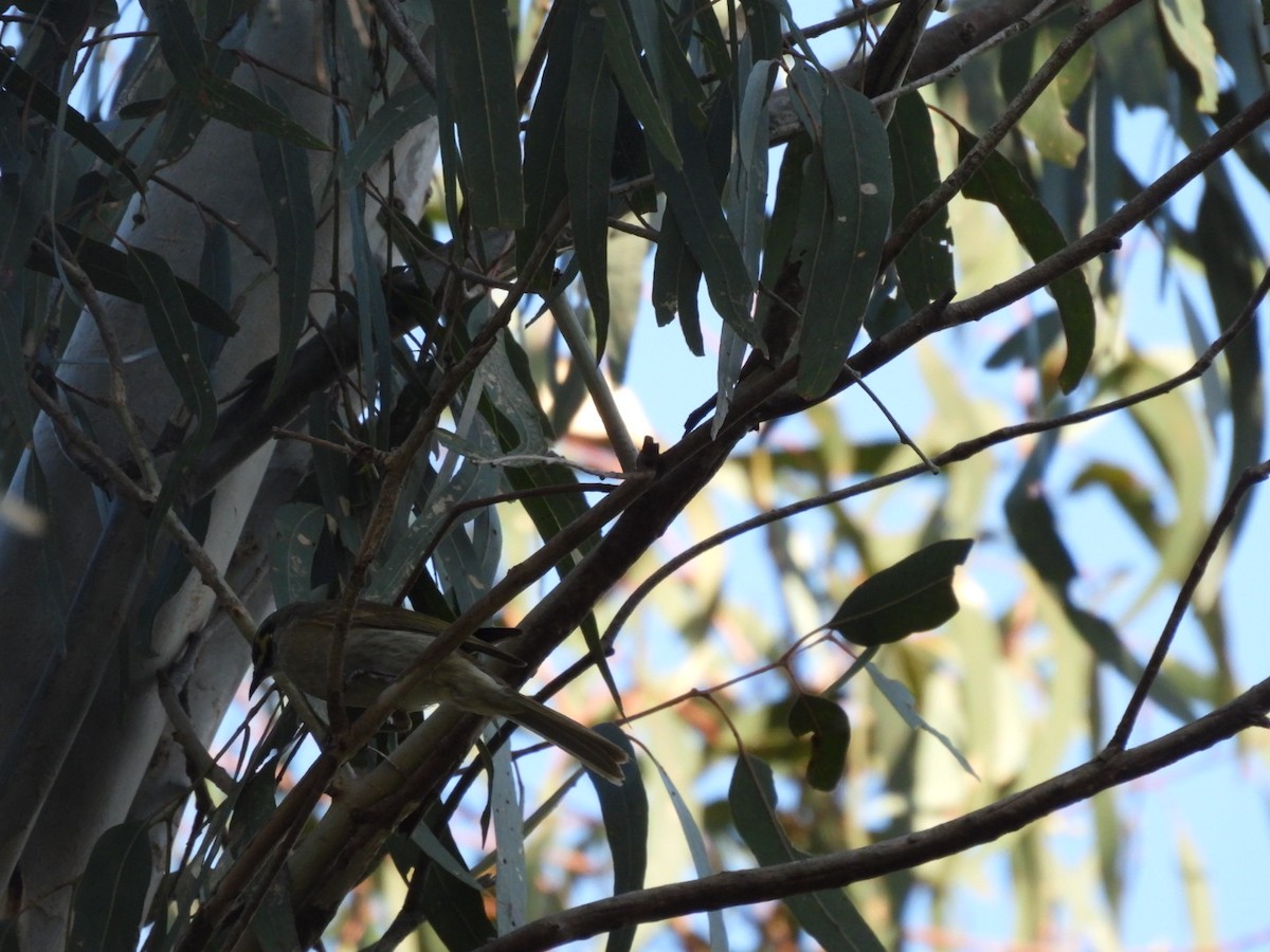Yellow-faced Honeyeater - ML610846582
