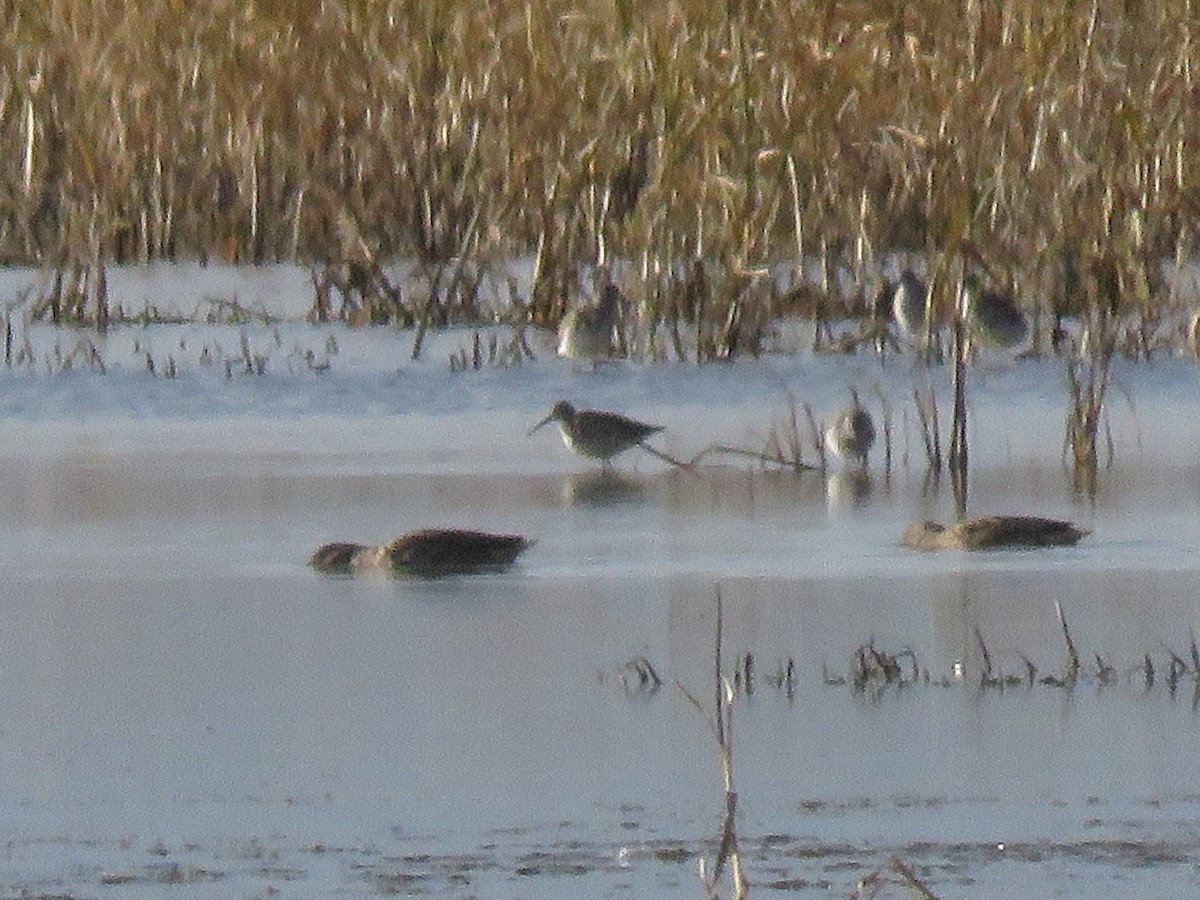 Stilt Sandpiper - ML610846602