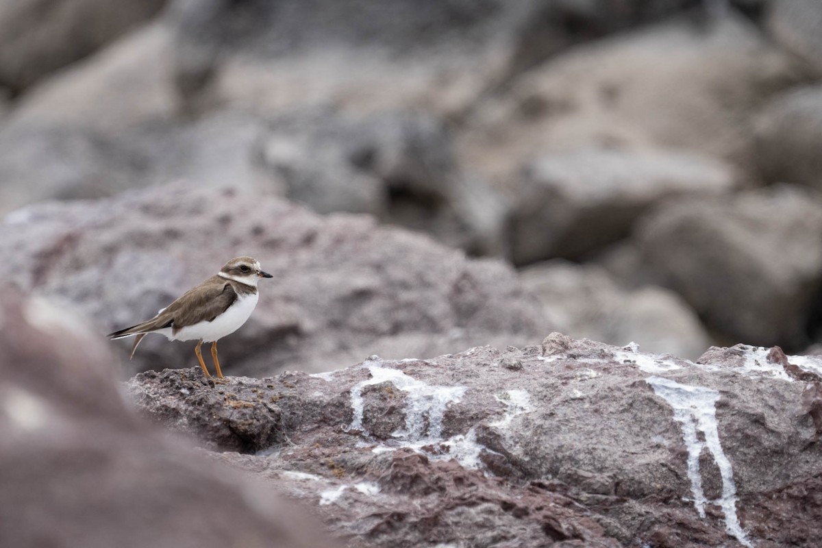 Semipalmated Plover - ML610846628