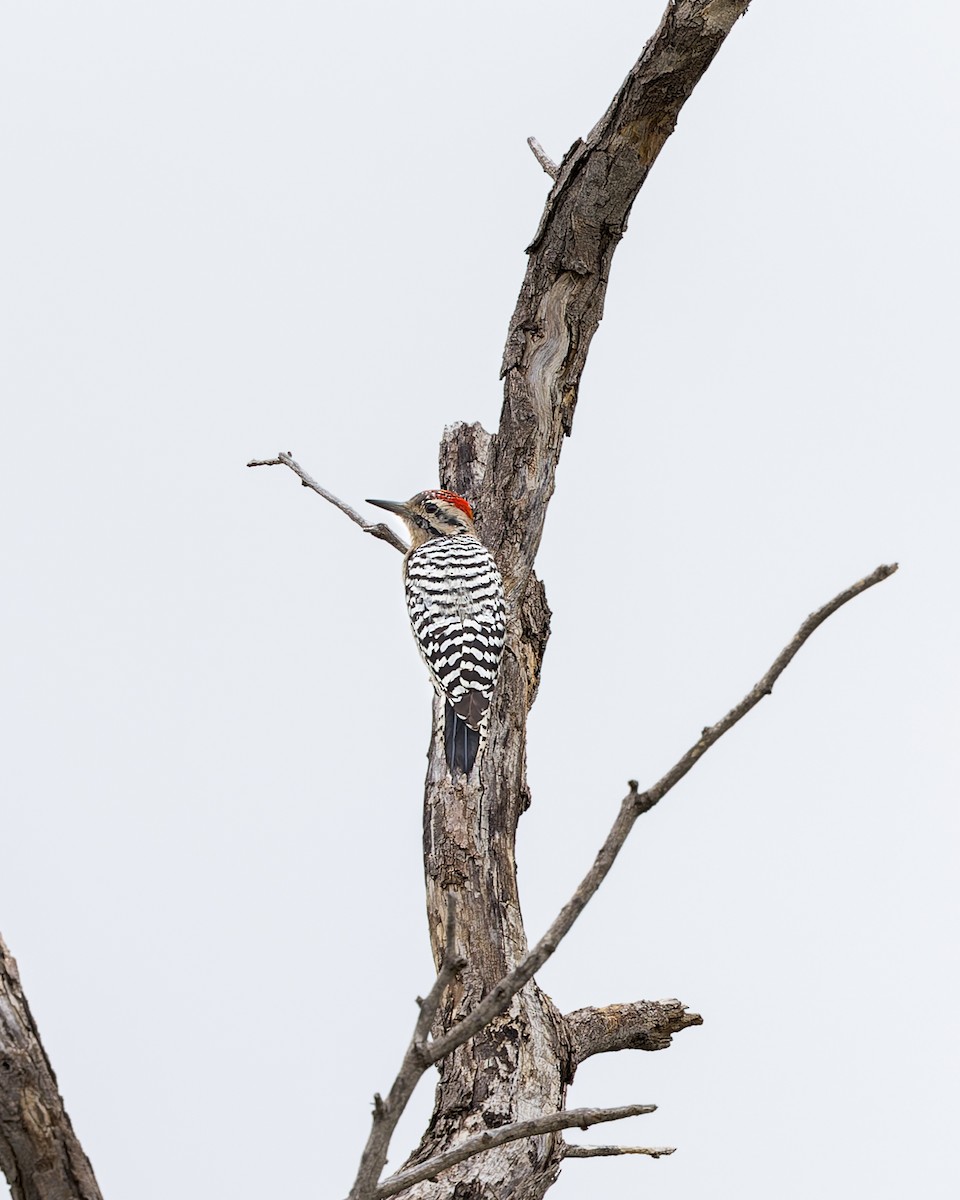 Ladder-backed Woodpecker - ML610846641