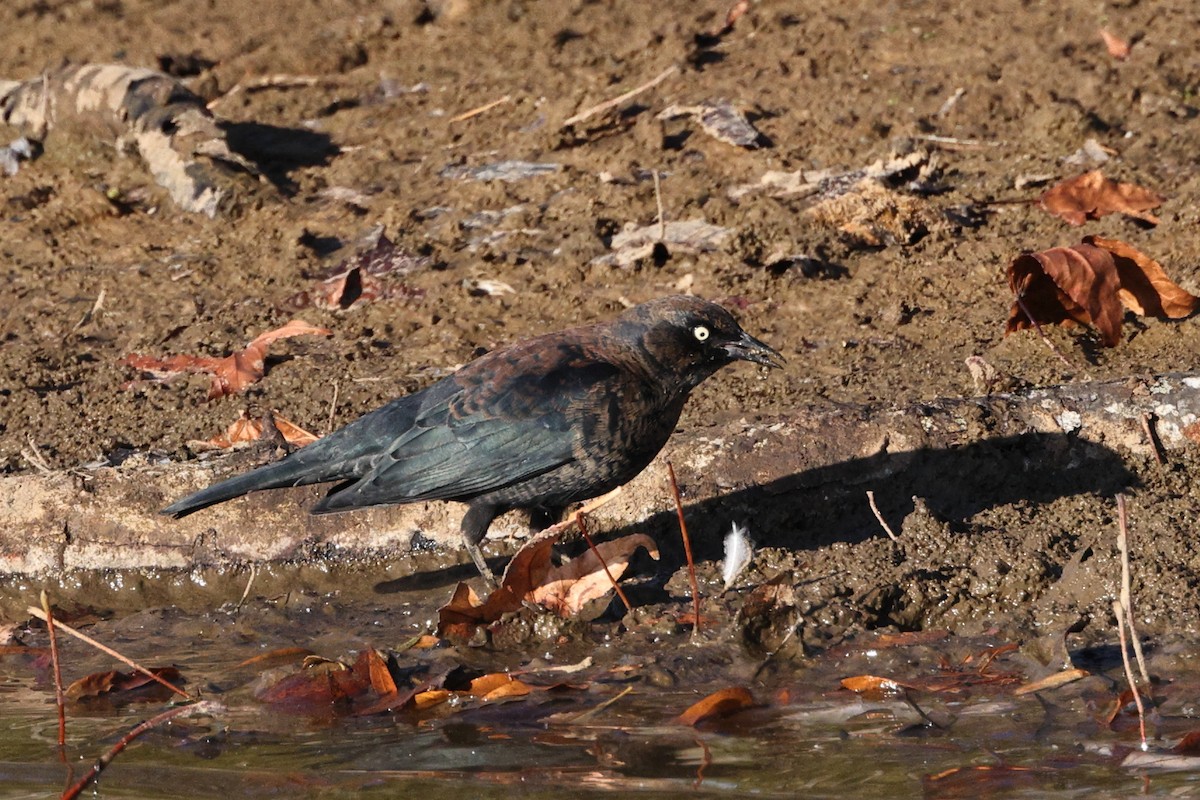 Rusty Blackbird - ML610846811