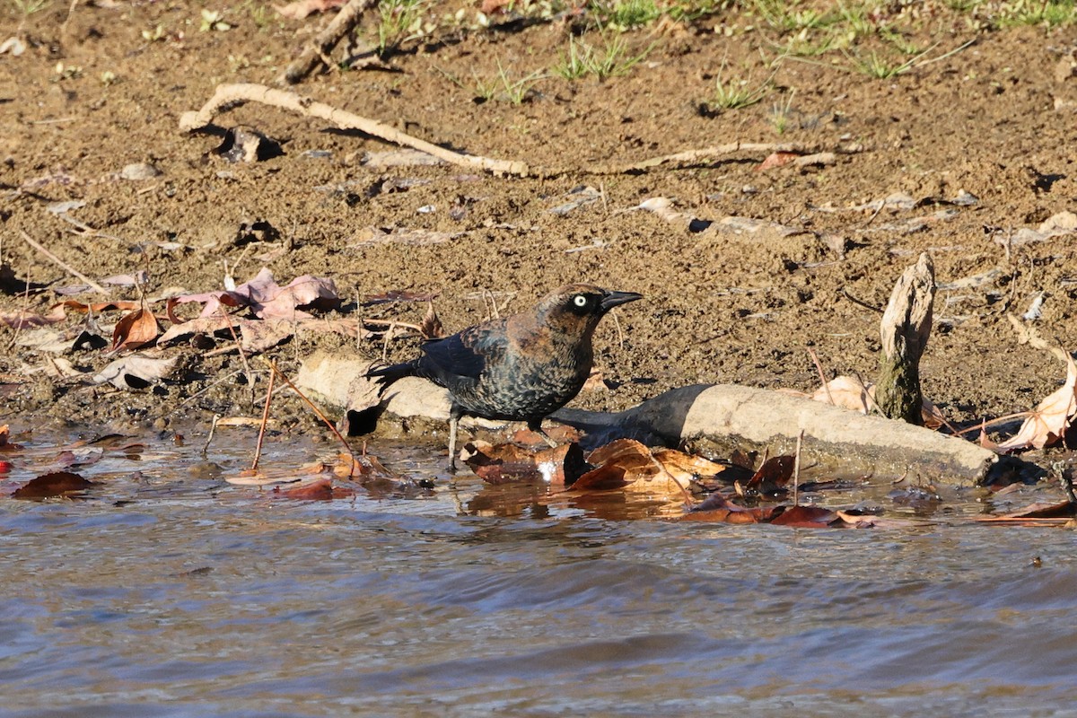 Rusty Blackbird - Roi & Debbie Shannon