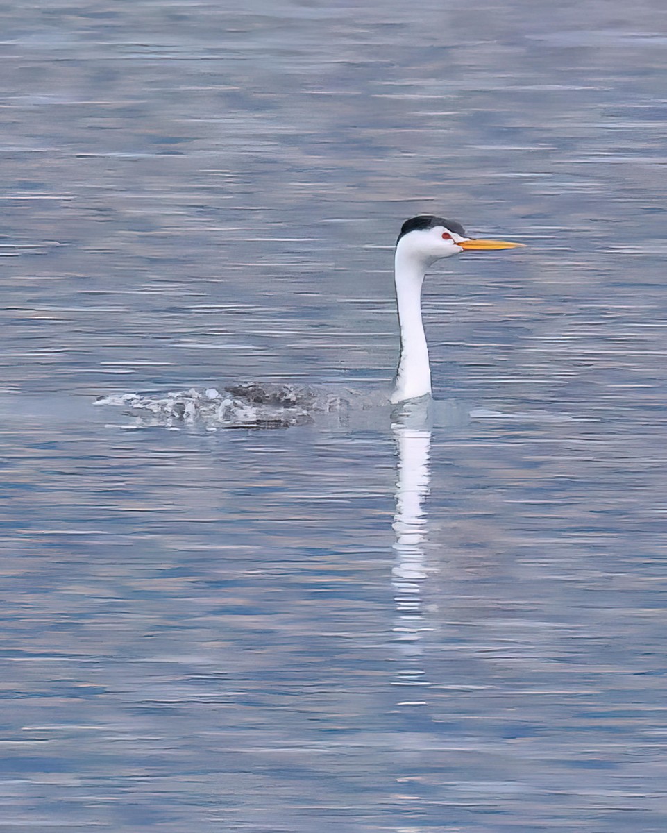 Clark's Grebe - ML610846839