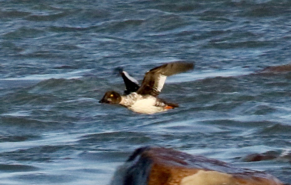 Common Goldeneye - ML610846845