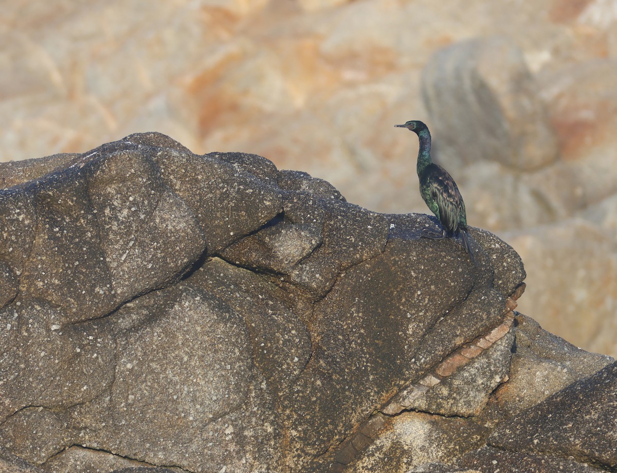 Pelagic Cormorant - ML610846894