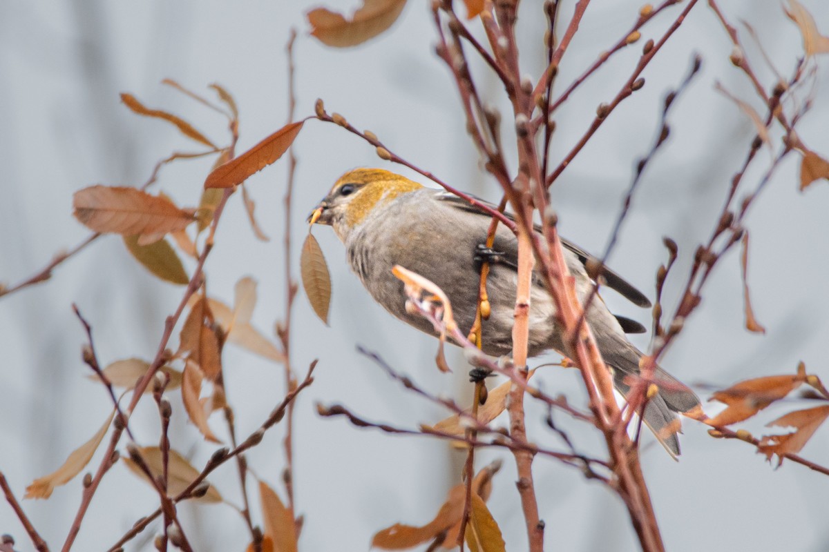 Pine Grosbeak - ML610846898