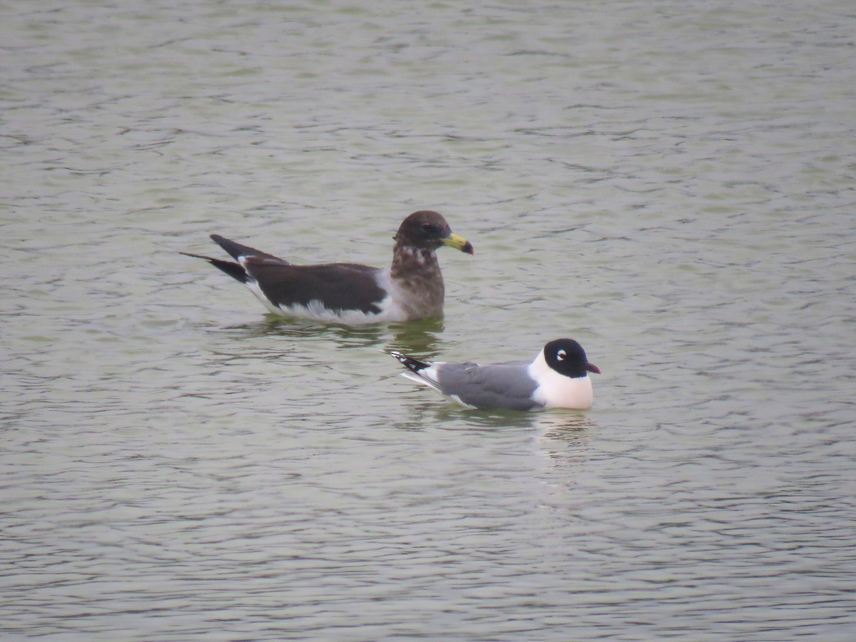 Franklin's Gull - ML610846909