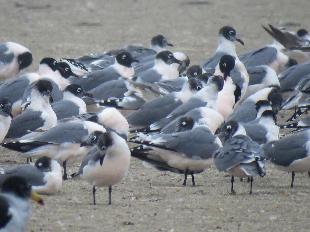 Franklin's Gull - ML610846910