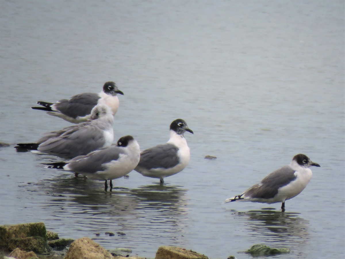 Franklin's Gull - ML610846912