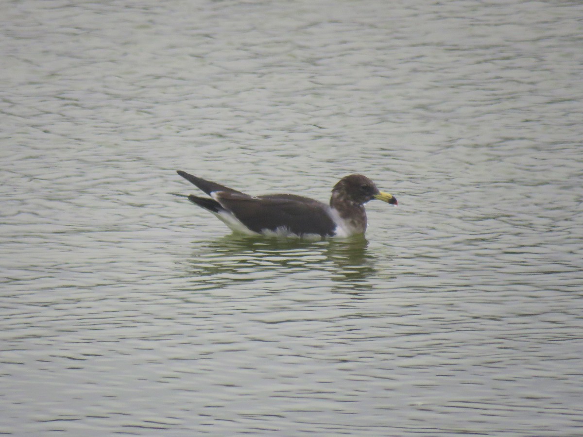 Belcher's Gull - ML610846928