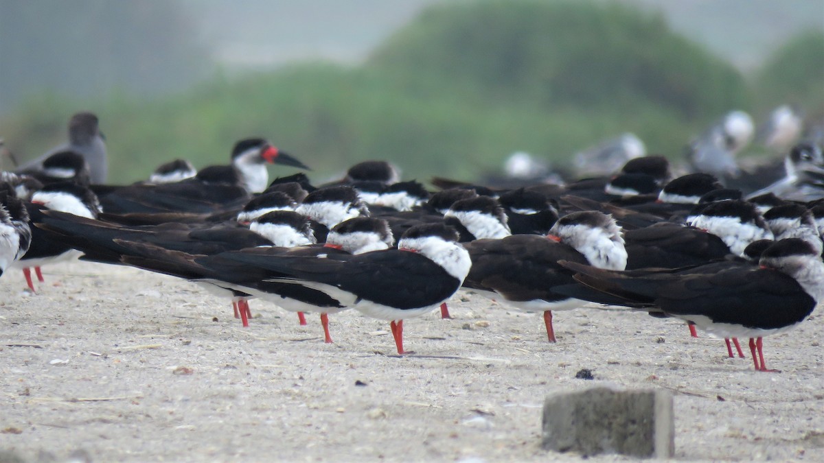 Black Skimmer - ML610846964