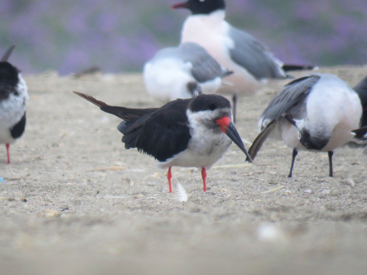 Black Skimmer - ML610846965